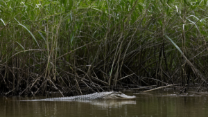 Un crocodile balisé glisse le long d’une mangrove