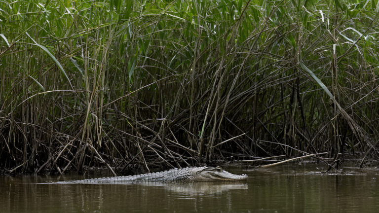 Un crocodile balisé glisse le long d’une mangrove