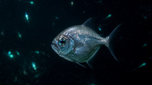 Dirette argentée : le poisson des abysses qui lit 38 nuances de bleu dans le noir