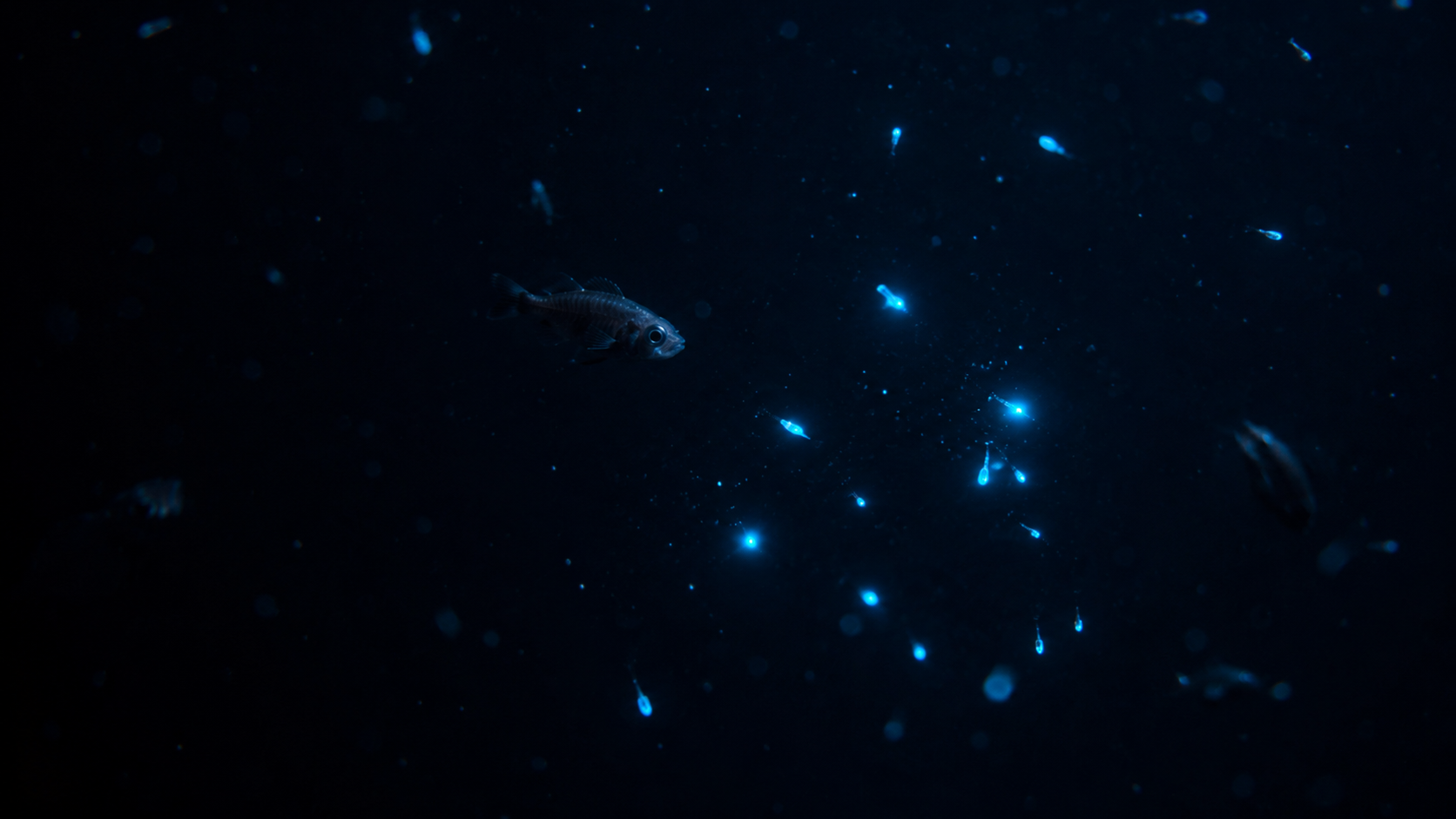 Éclairs bioluminescents dans une colonne d'eau noire avec silhouette de poisson