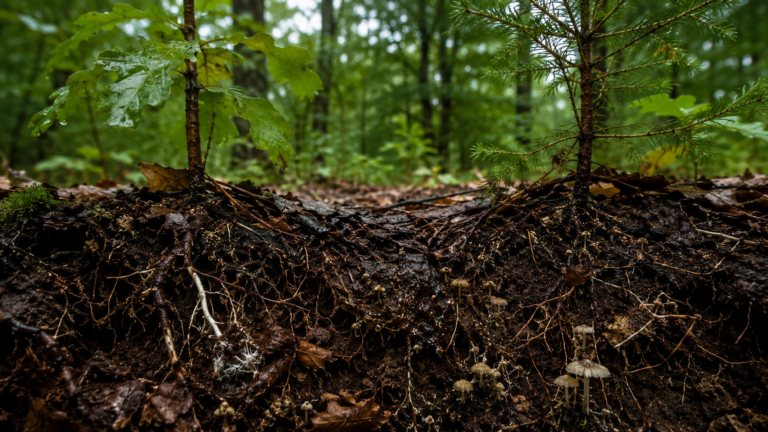Sol forestier humide avec feuilles mortes, racines fines et jeunes troncs mélangés en arrière-plan