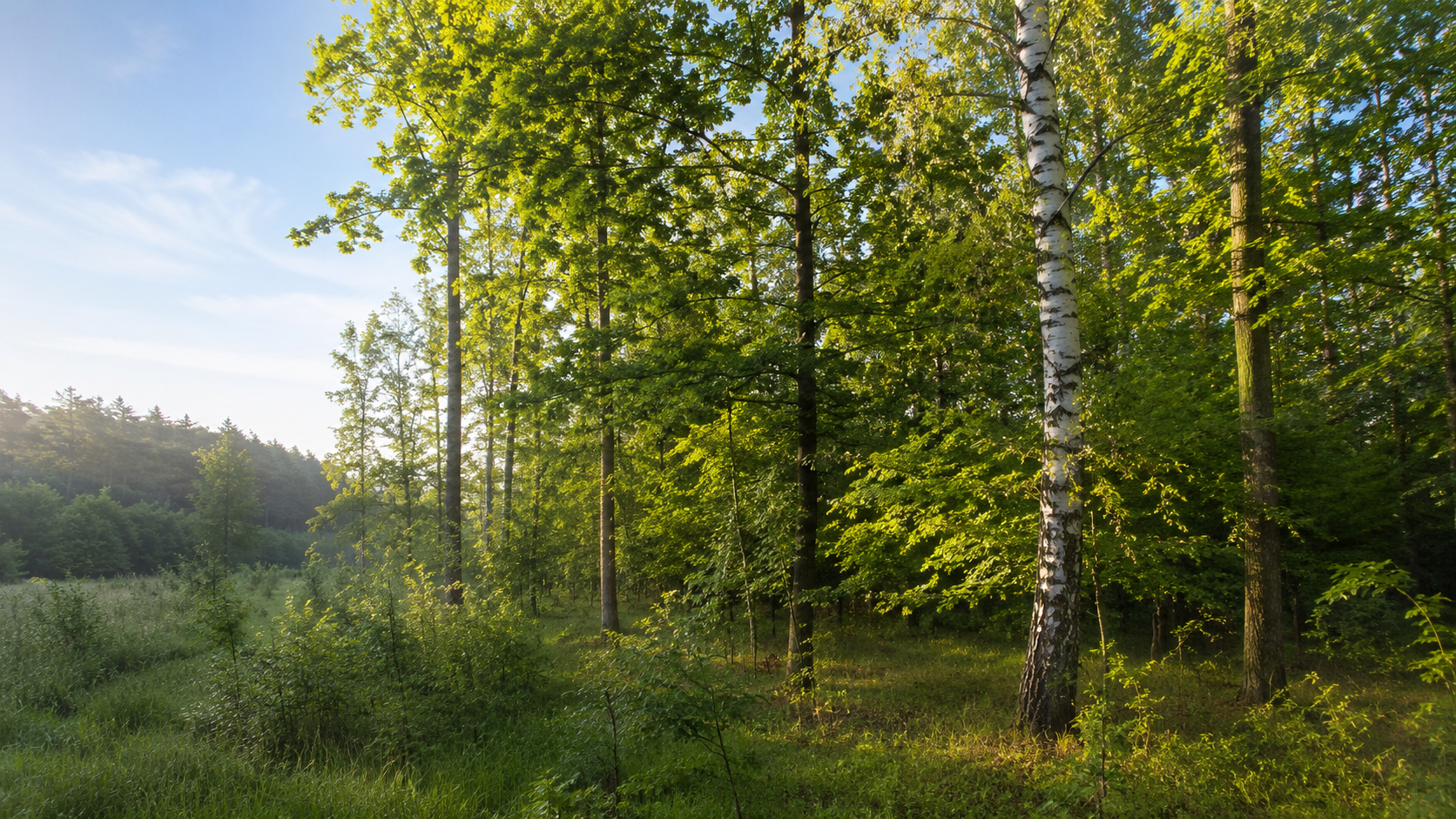Deux essences d'arbres différentes dans une forêt européenne lumineuse