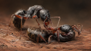Fourmis : l’amputation qui sauve 90 % des blessées