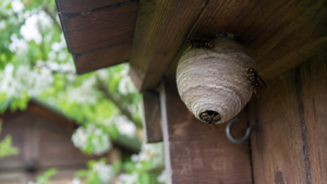 Petit nid primaire de frelon asiatique sous un cabanon