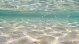 Une méduse-boîte translucide se distingue à peine dans l’eau