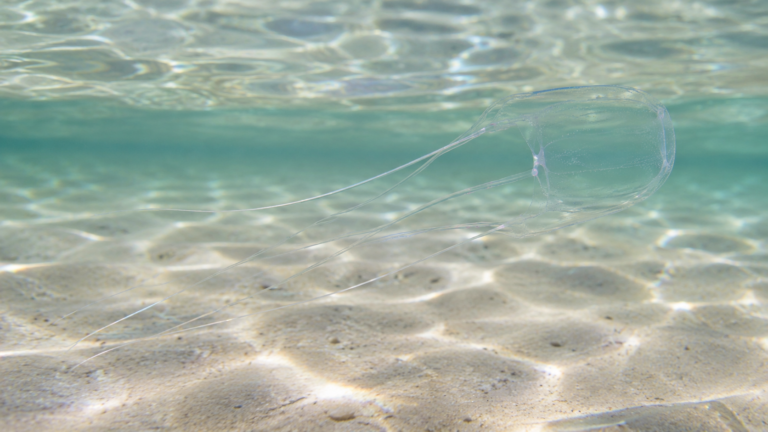 Une méduse-boîte translucide se distingue à peine dans l’eau