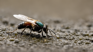 Mouche carnivore : un vieux spécimen raconte un chasseur sous l’eau