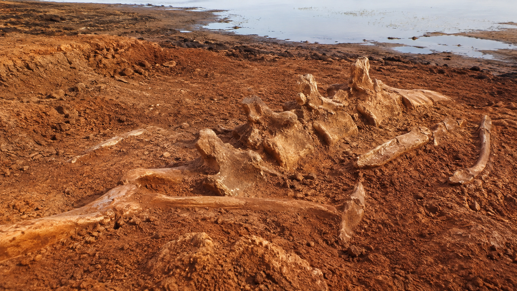 Des fossiles de sauropode dans la terre rouge