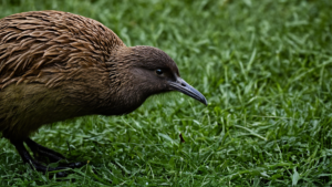 À Wellington, 250 kiwis reviennent dans les collines après un siècle