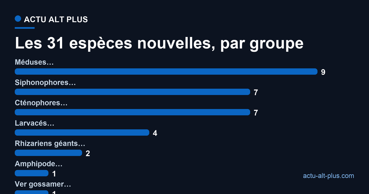 Répartition des 31 espèces nouvelles par groupe : 9 méduses, 7 siphonophores, 7 cténophores, 4 larvacés, 2 rhizariens, 1 amphipode, 1 ver