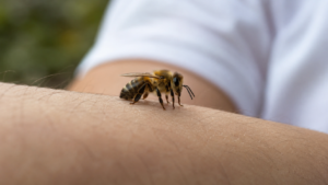 Une abeille pique, puis « dévisse » son dard et repart vivante : ce que montre vraiment cette vidéo virale