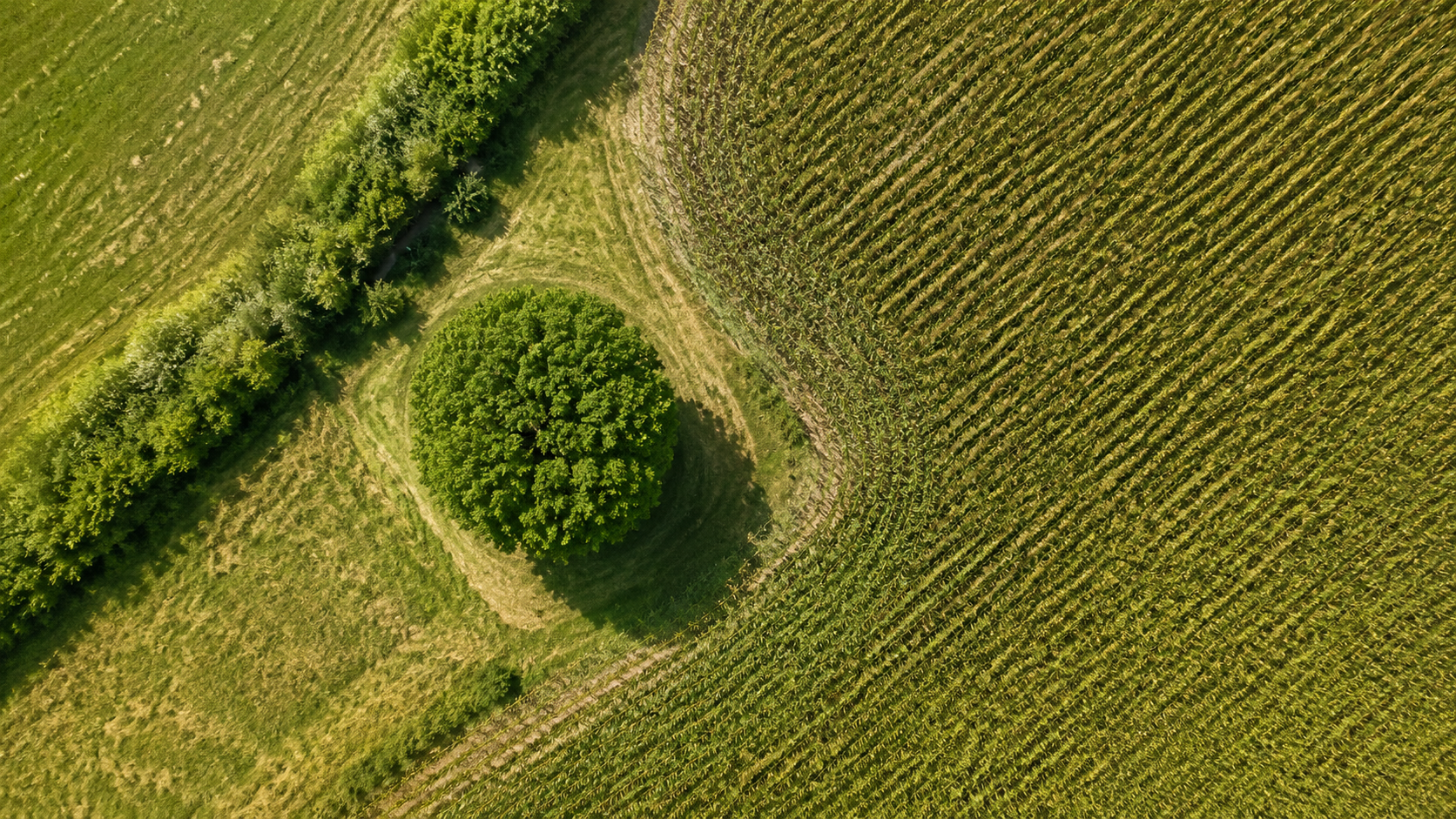 Vue aérienne d'un paysage agricole avec un arbre isolé, des haies et un champ de maïs