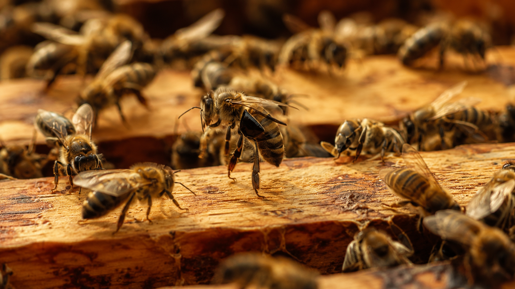 Gros plan d'abeilles sur un cadre de ruche en bois, une abeille en mouvement
