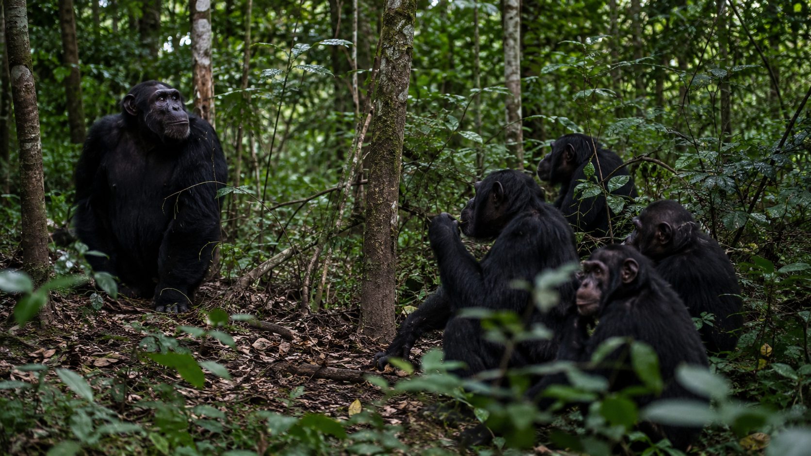 Groupe de chimpanzes assis en foret, un sous-groupe rassemble a l'ecart d'un grand individu