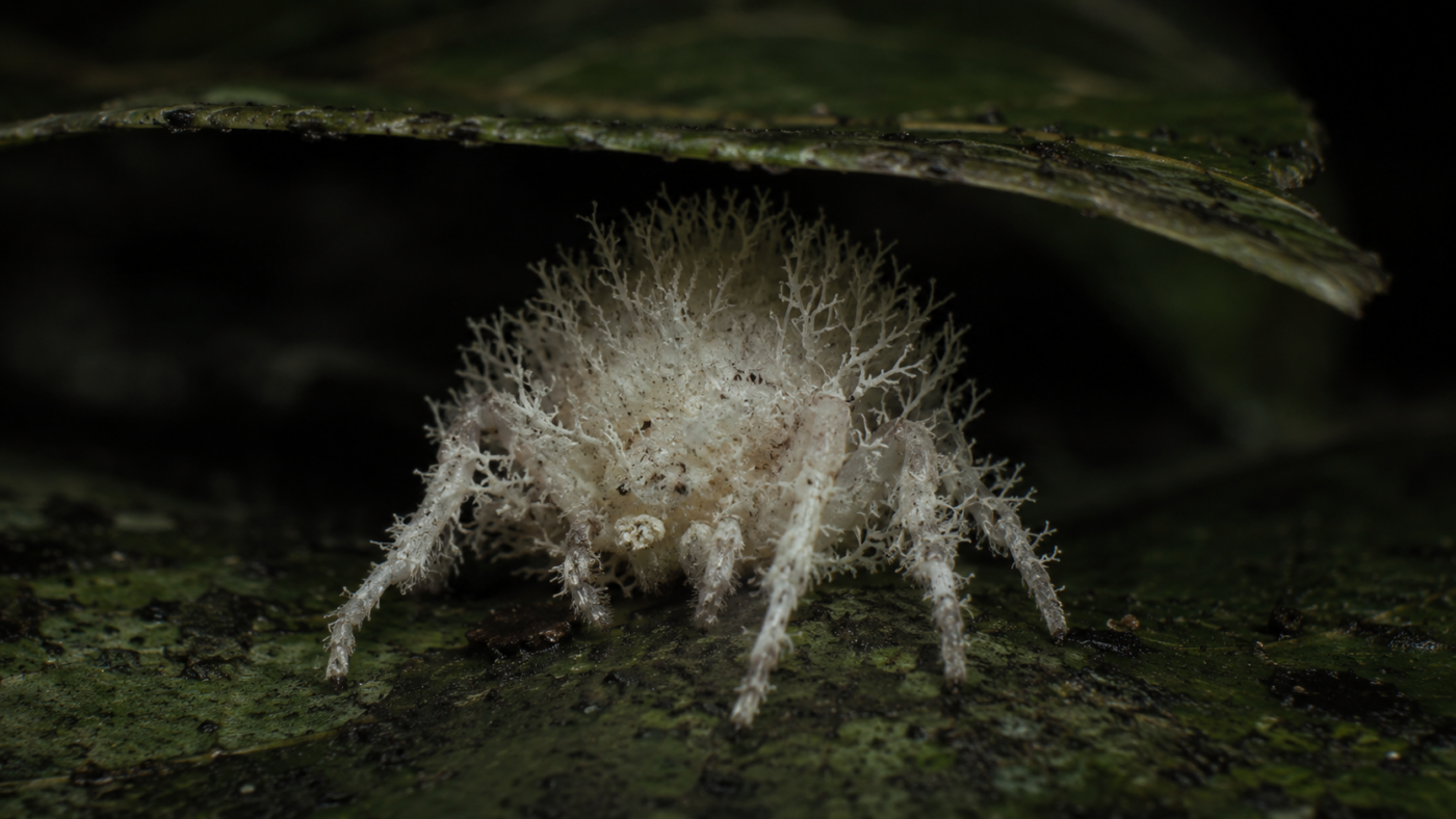 Petite araignee pale aux excroissances filamenteuses, posee sous une feuille de la foret amazonienne