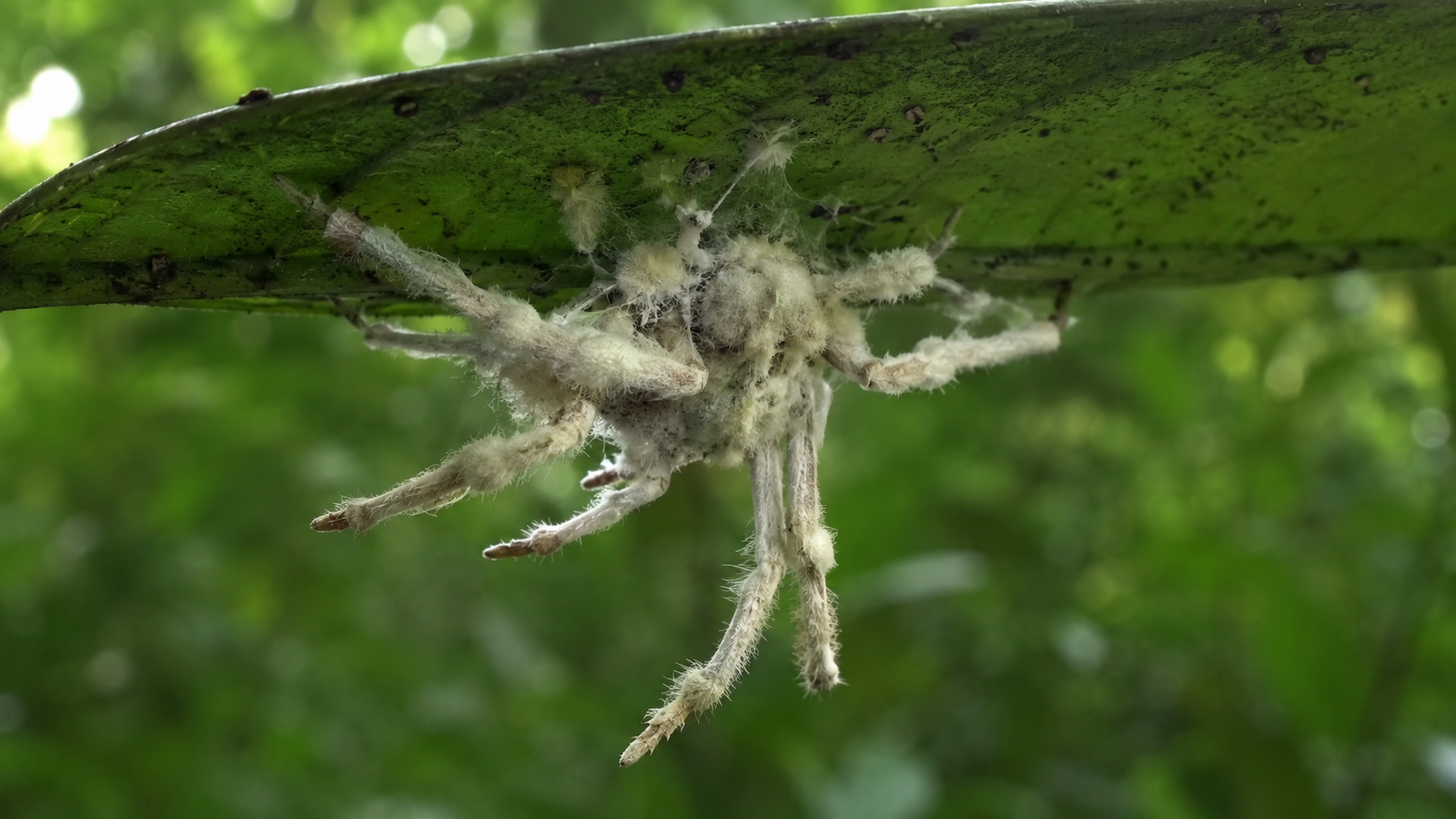 Champignon parasite blanchatre poussant sur une araignee morte, sous une feuille tropicale