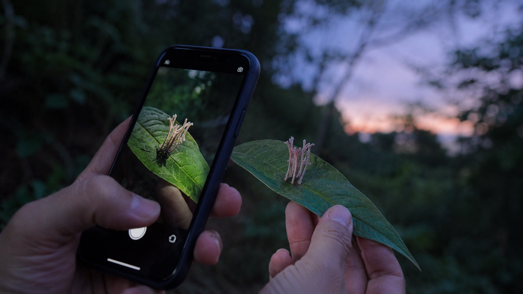 Main photographiant avec un smartphone une petite forme etrange posee sur une feuille en foret