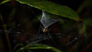 L’araignée-baliste : un piège de soie qui éjecte les fourmis à plus de 1 300 m/s²