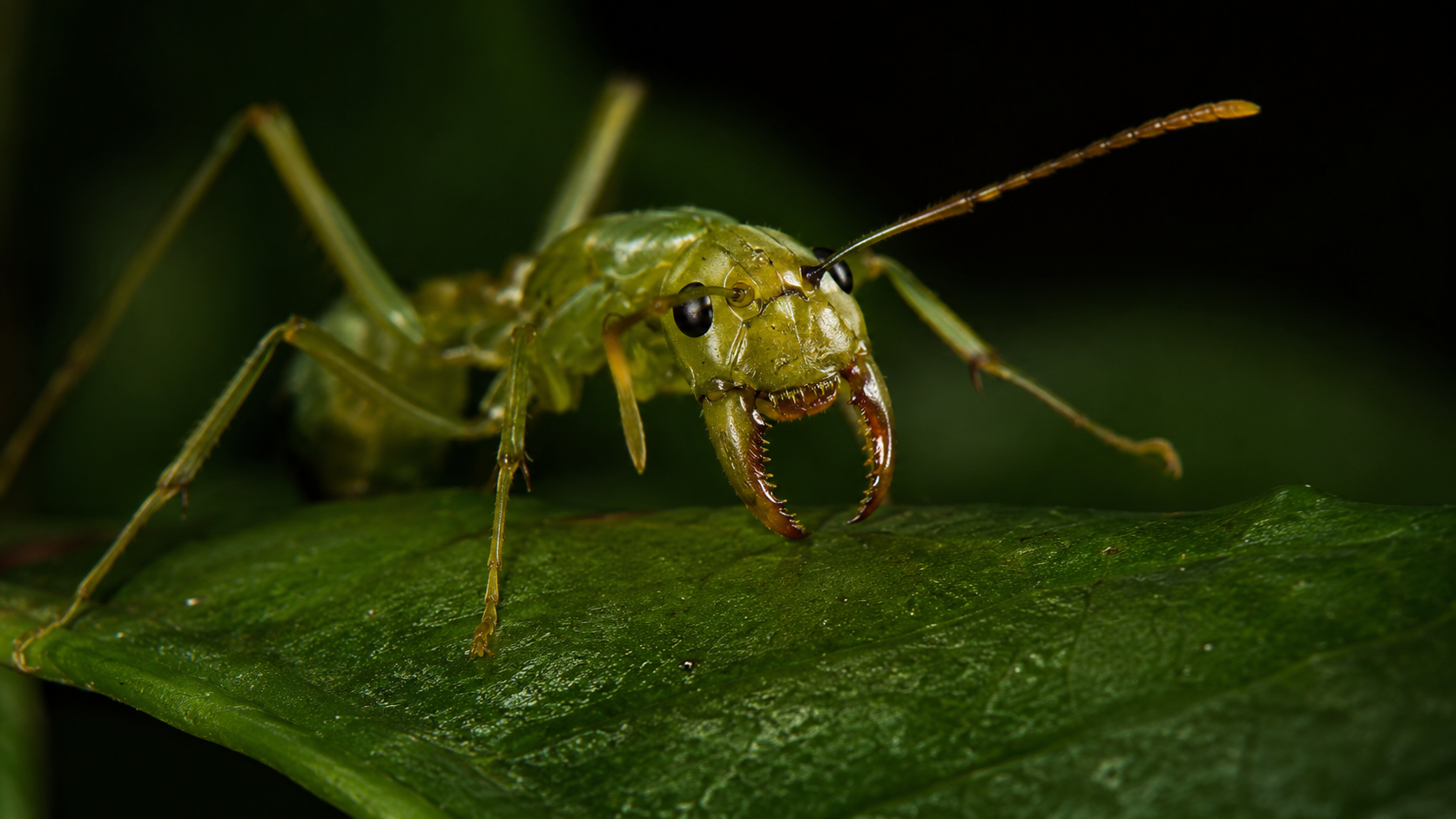 Une fourmi verte arboricole isolée sur une feuille la nuit, mandibules ouvertes