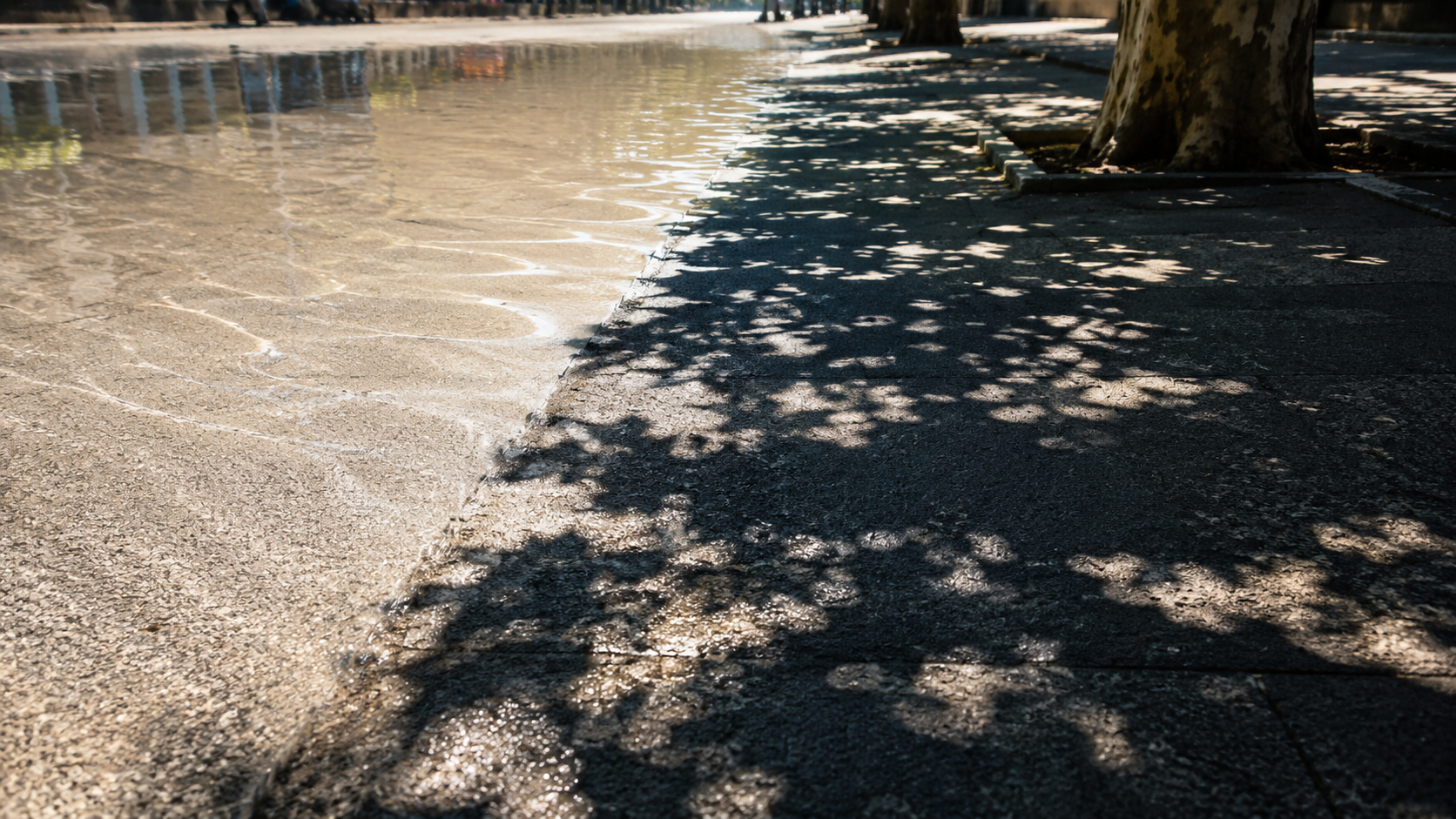 Ombre de feuillage projetée sur un bitume urbain chauffé par le soleil.