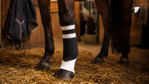 Arsenal offre ses chaussettes usées à des chevaux et des ânes : derrière l’image drôle, une vraie filière