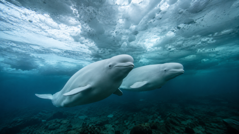 Deux bélugas blancs nageant sous la glace arctique dans une lumière bleu-vert