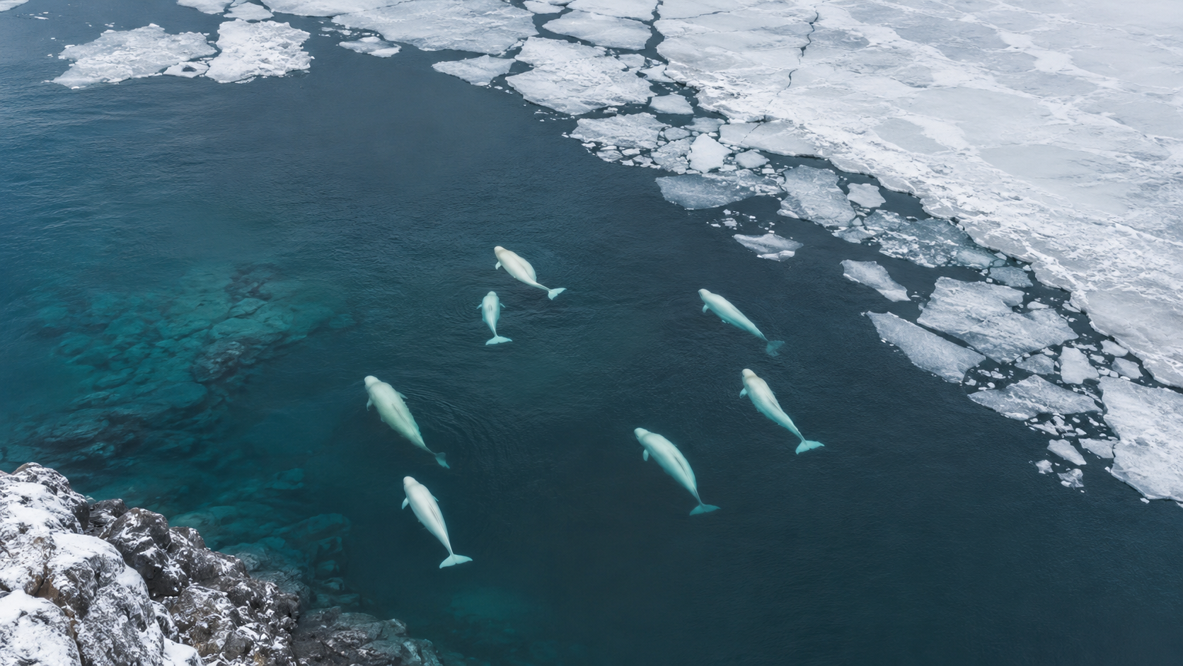 Vue aérienne d'un groupe de bélugas nageant dans une baie arctique avec des morceaux de glace en arrière-plan