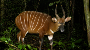 Filmes par piege photo dans une foret ou on les croyait disparus : les bongos de montagne du Kenya reprennent du territoire