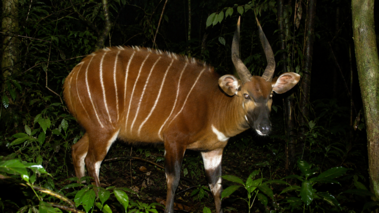 Un bongo de montagne au pelage roux strie de blanc filme par un piege photographique dans la foret du Maasai Mau, Kenya