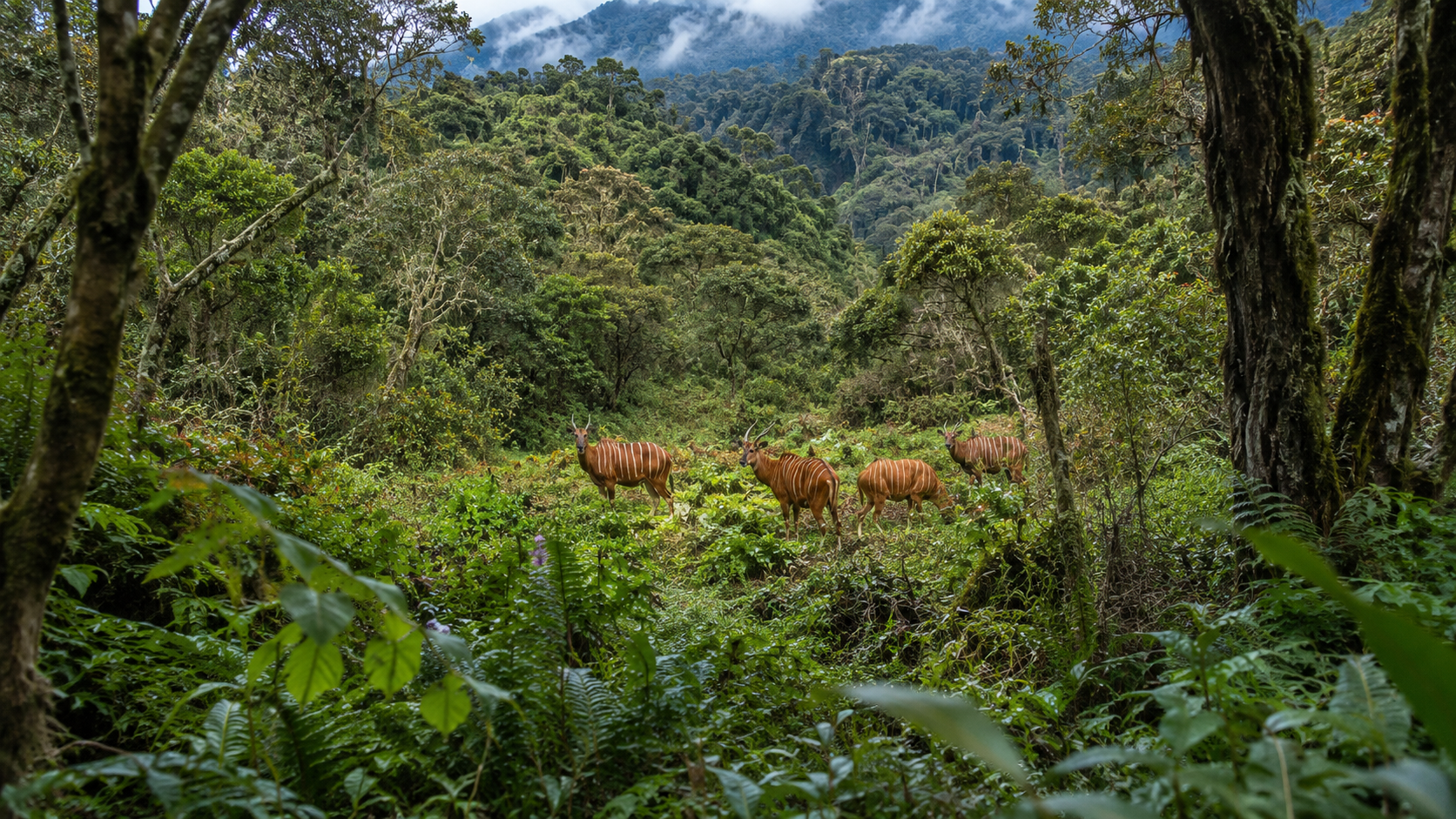 Bongos de montagne dans le sanctuaire Mawingu au pied du mont Kenya