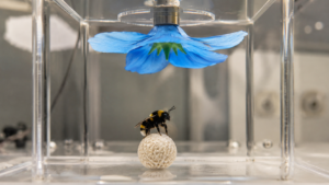 Un bourdon résout du premier coup une énigme qu’aucun insecte n’avait jamais affrontée