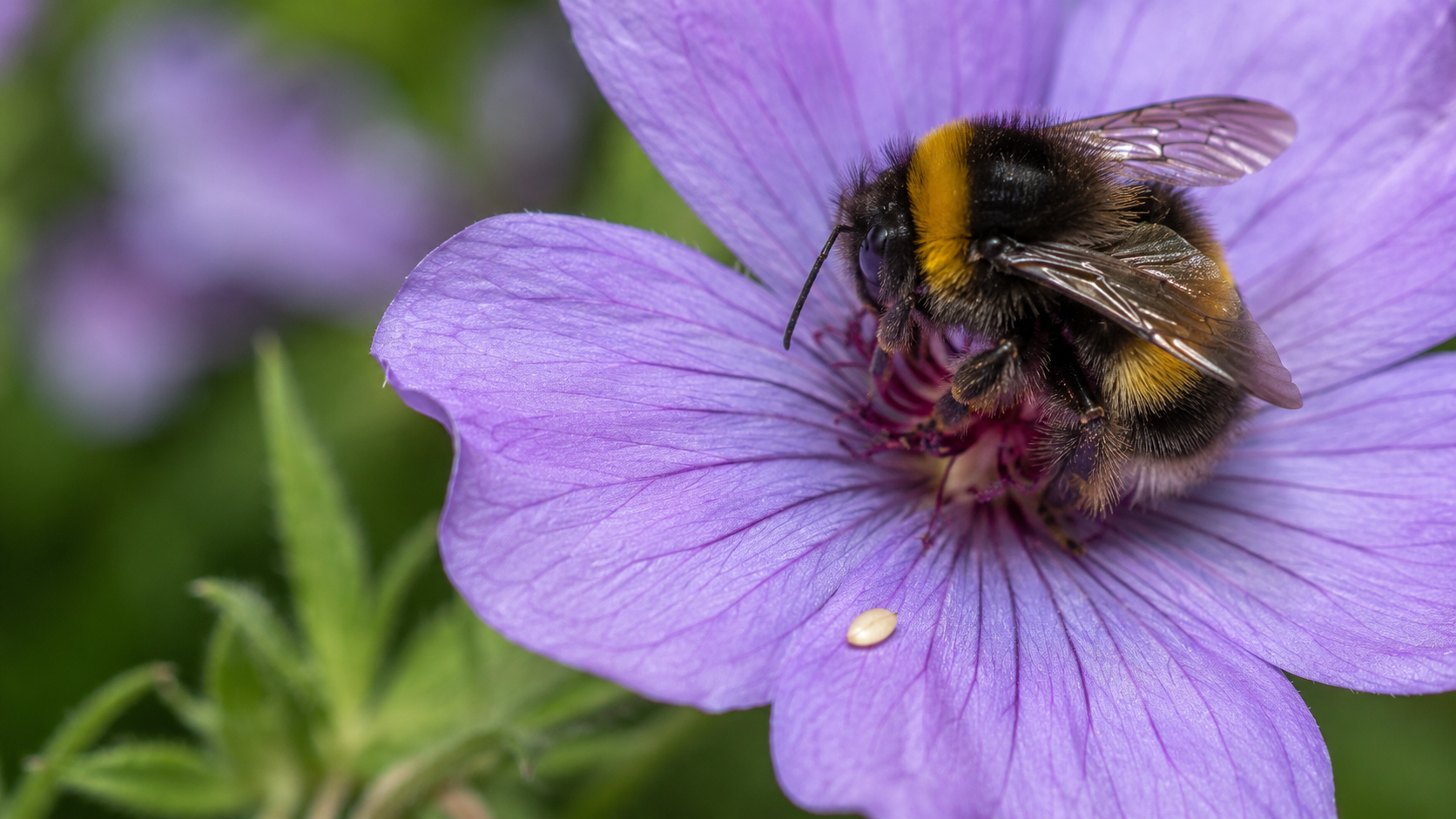 Gros plan d'un bourdon sur une fleur, une graine de sesame a cote pour donner l'echelle de son cerveau