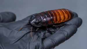 100 000 cafards saisis chez un seul éleveur australien : la plus grosse prise d’insectes du pays