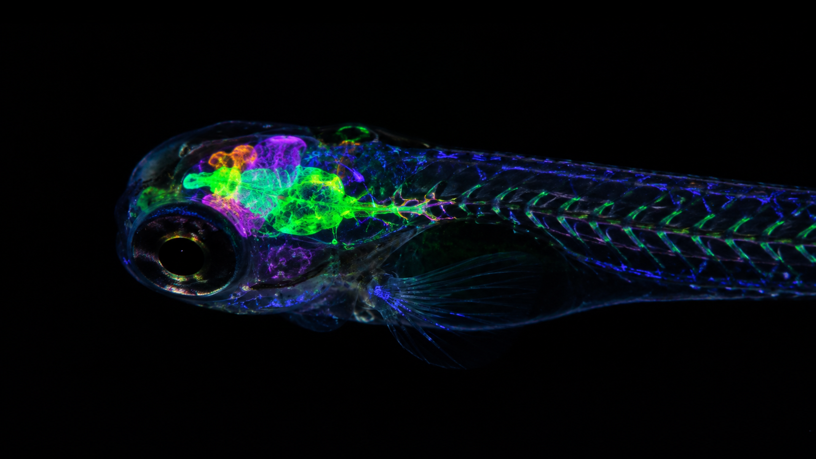 Poisson zèbre sous imagerie par fluorescence montrant l'activité neuronale de son cerveau entier