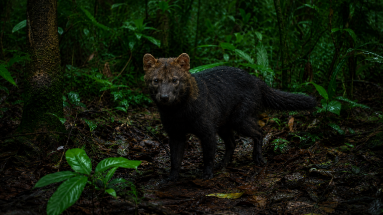 Petit canidé sauvage au pelage sombre et aux petites oreilles rondes dans une forêt tropicale dense.