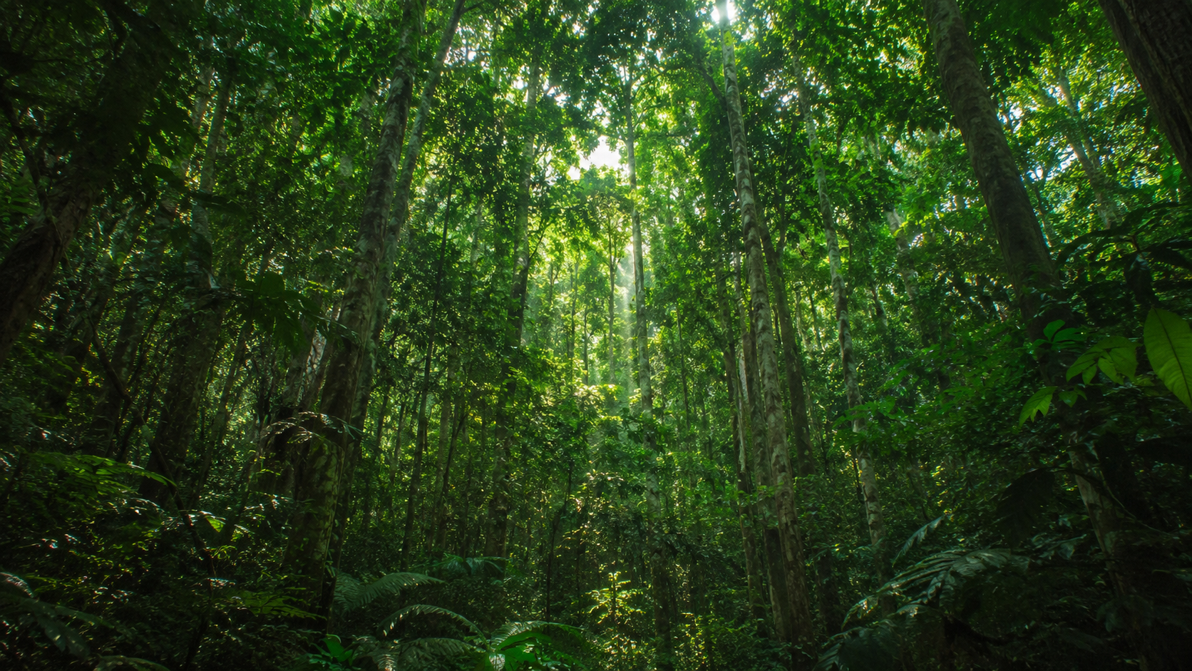 Forêt amazonienne de terre ferme à la canopée dense et continue.