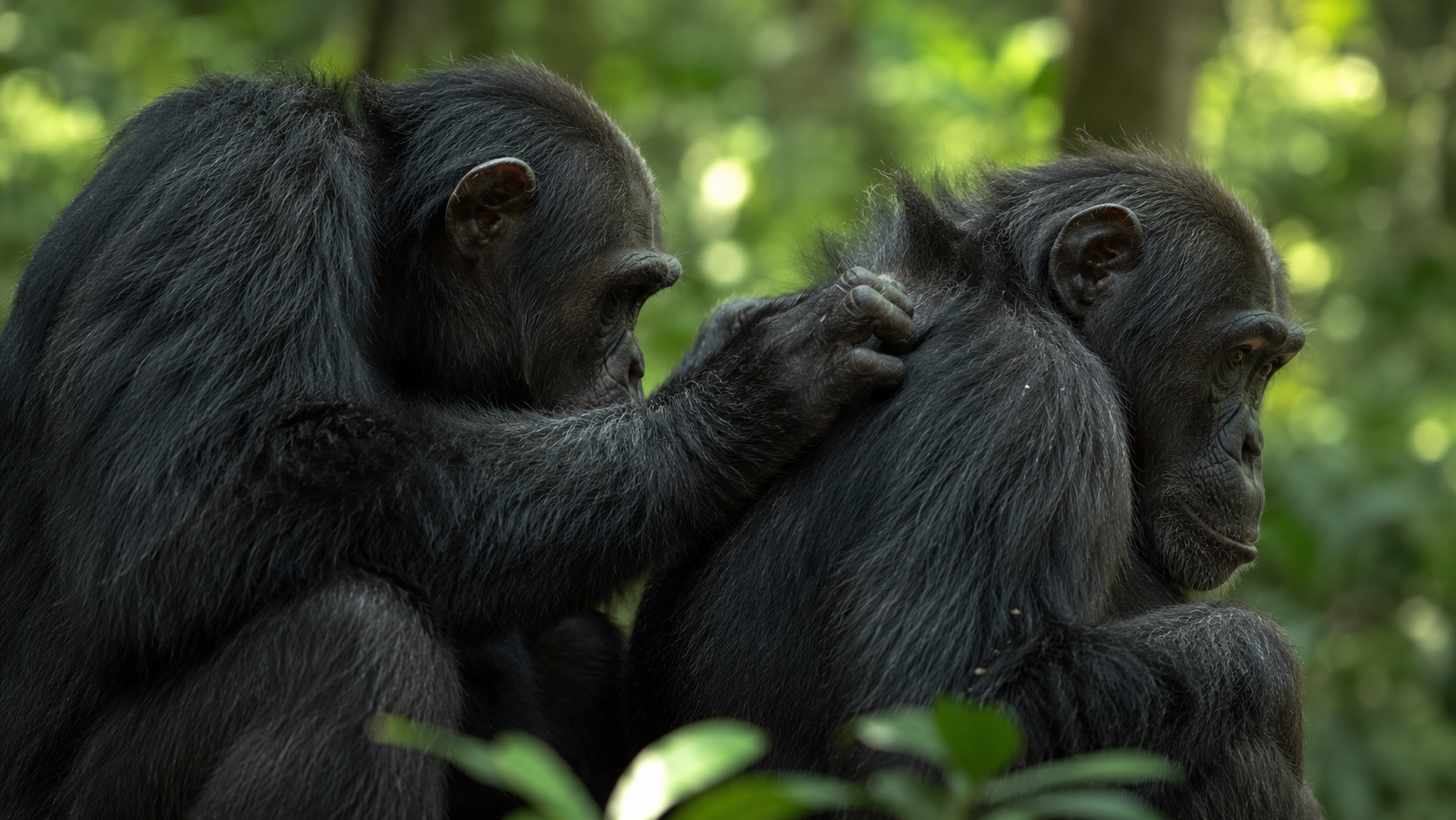 Deux grands singes en toilettage dans une végétation dense