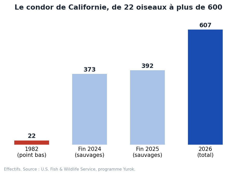 Effectifs du condor de Californie : 22 oiseaux en 1982, 373 en 2024, 392 en 2025, environ 607 au total en 2026