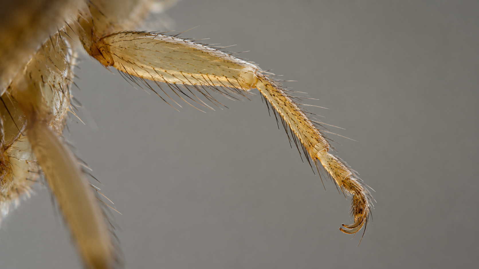 Gros plan macro d'une patte de mouche montrant articulations et soies