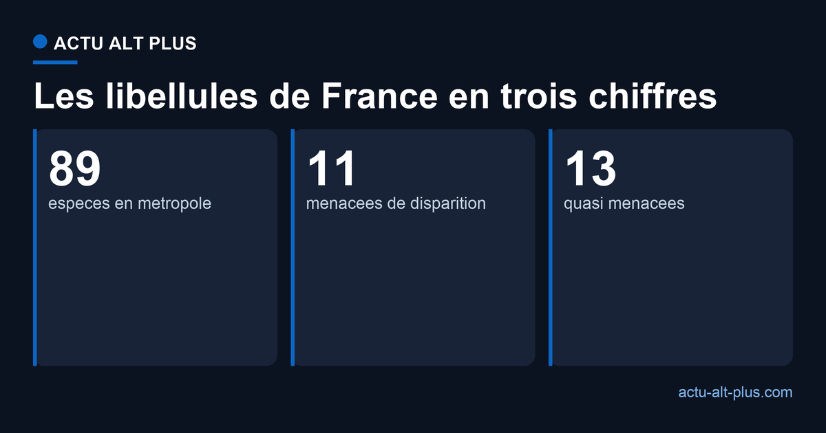 En France, 89 espèces de libellules : 11 menacées de disparition et 13 quasi menacées