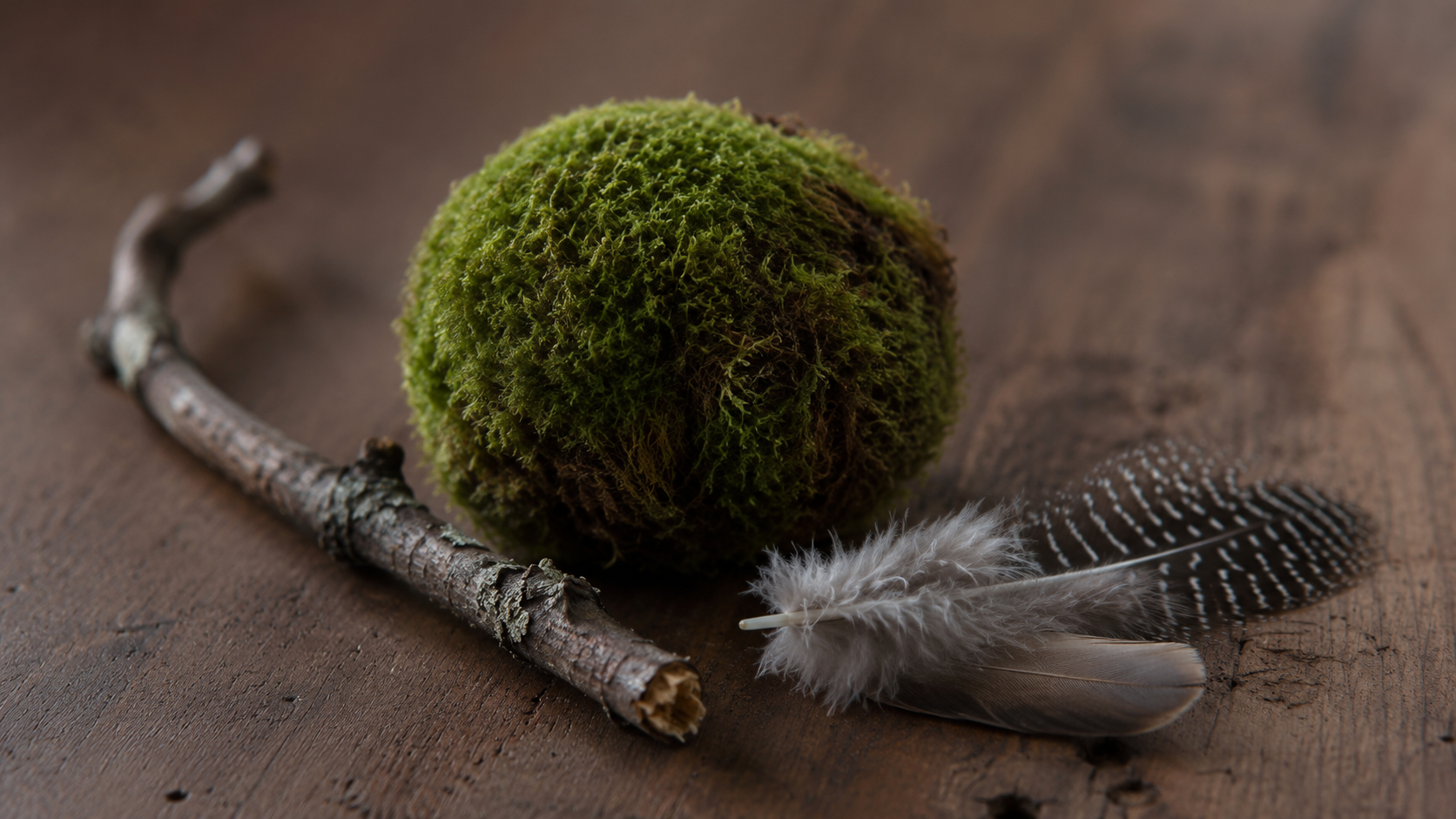 Petits objets naturels, brindille, mousse et plumes, deposes sur une surface en bois