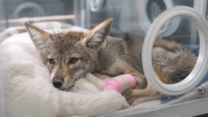 Jeune coyote en couveuse de centre de soins, en convalescence après le retrait d'épines de cactus