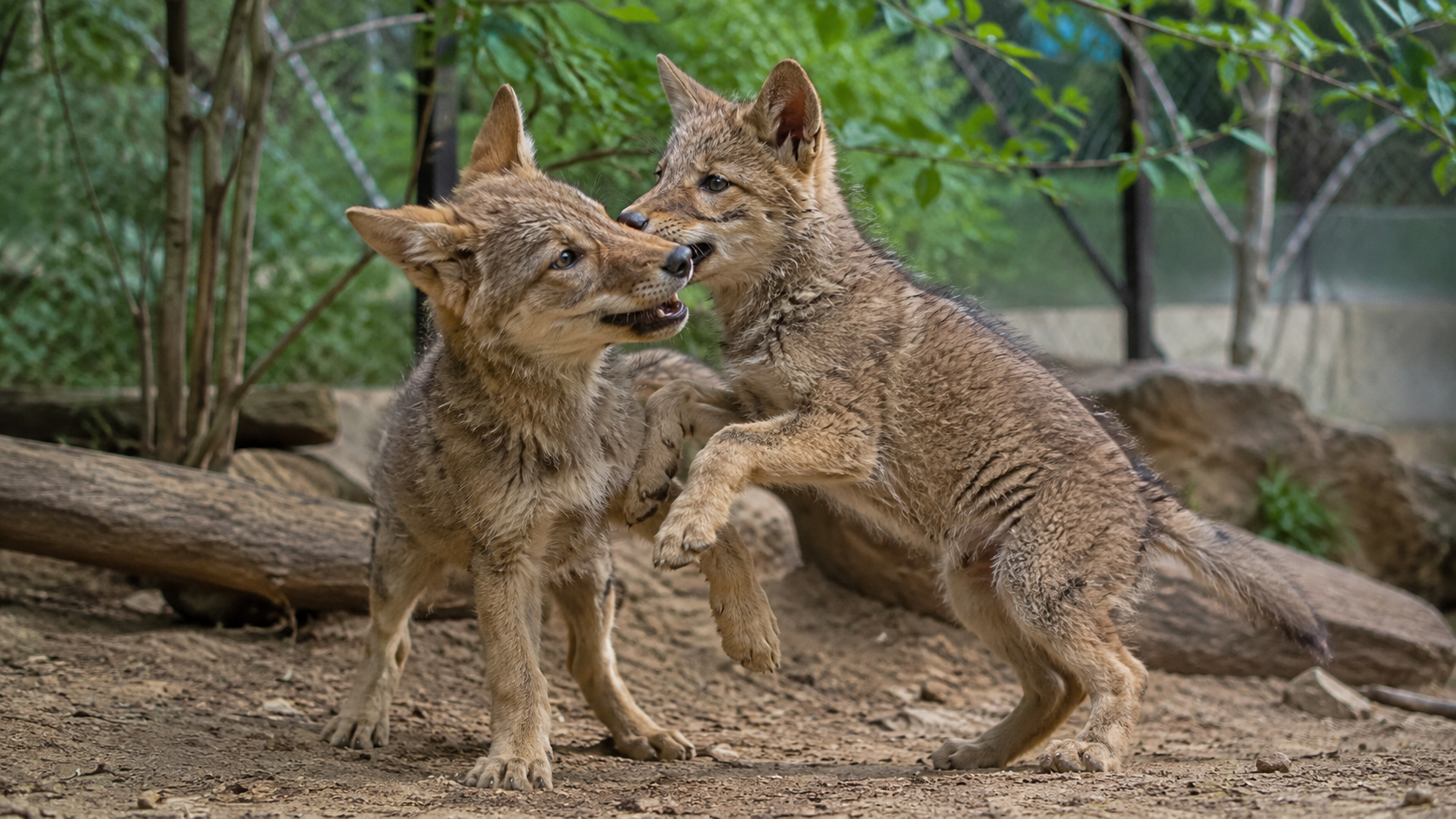Deux jeunes coyotes orphelins jouant dans un enclos de réhabilitation