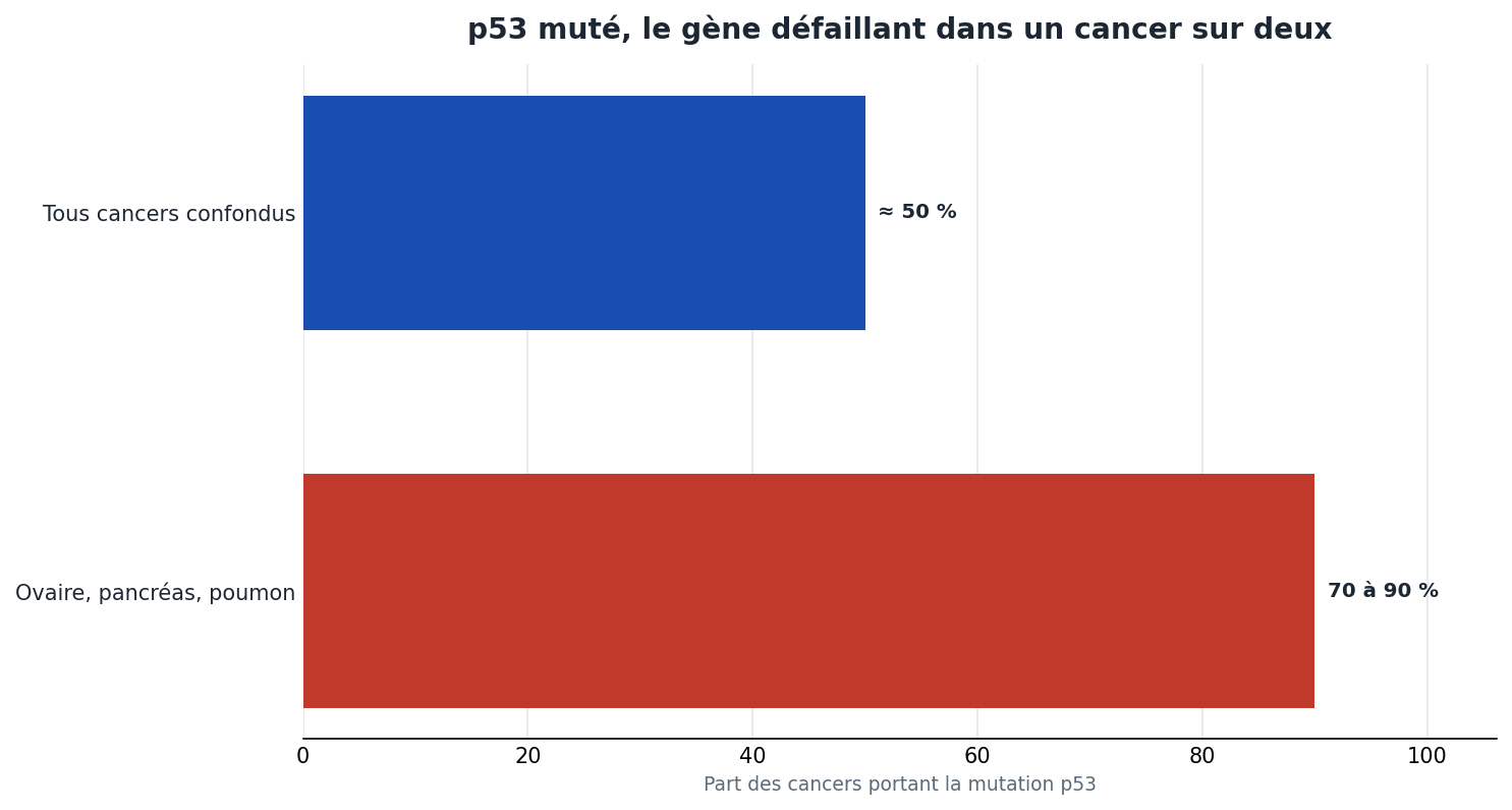 p53 muté : près de 50 % de tous les cancers, jusqu'à 70 à 90 % des cancers de l'ovaire, du pancréas et du poumon