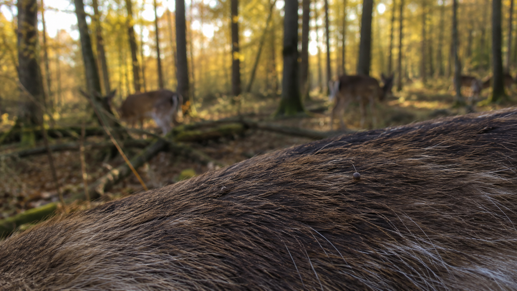 Pelage de cervidé en forêt d'automne avec un insecte minuscule visible.