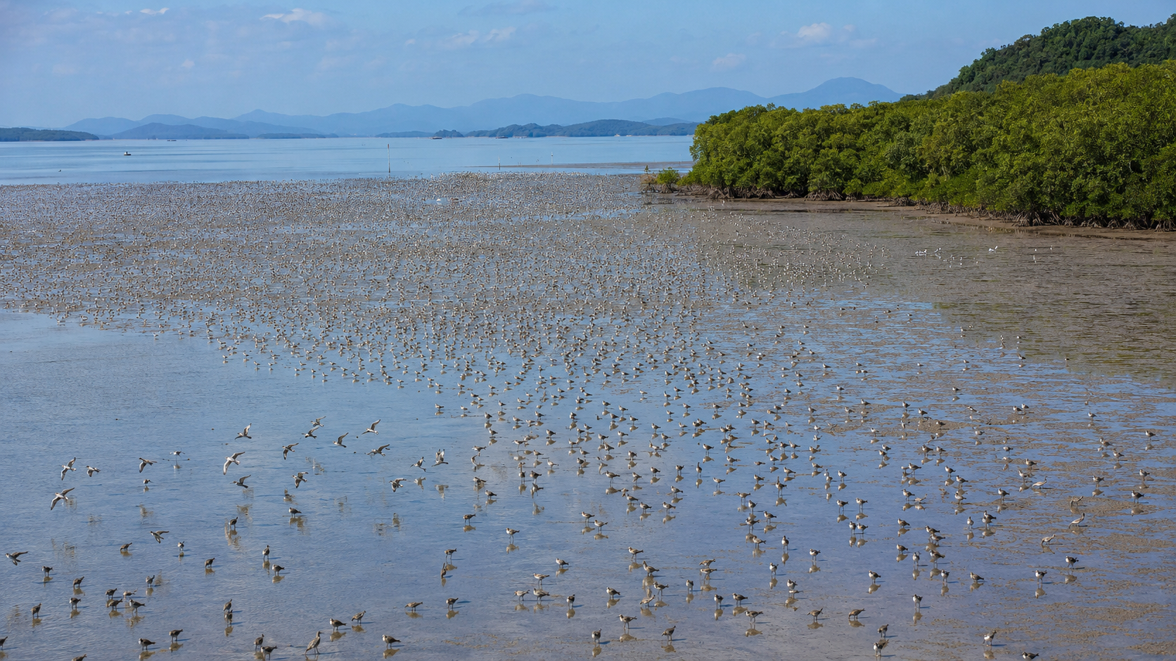 Des milliers d'oiseaux migrateurs sur les vasieres cotieres du Guangxi, Chine du Sud