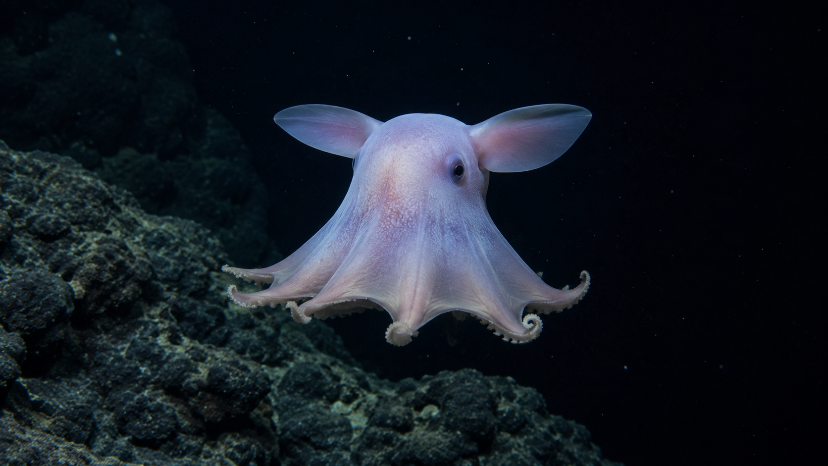 Poulpe Dumbo aux nageoires en forme d'oreilles flottant dans l'eau sombre des grands fonds près d'un relief rocheux