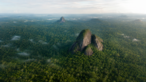 La France place 157 000 hectares de forêt sous protection forte : pourquoi 99 % partent en Guyane