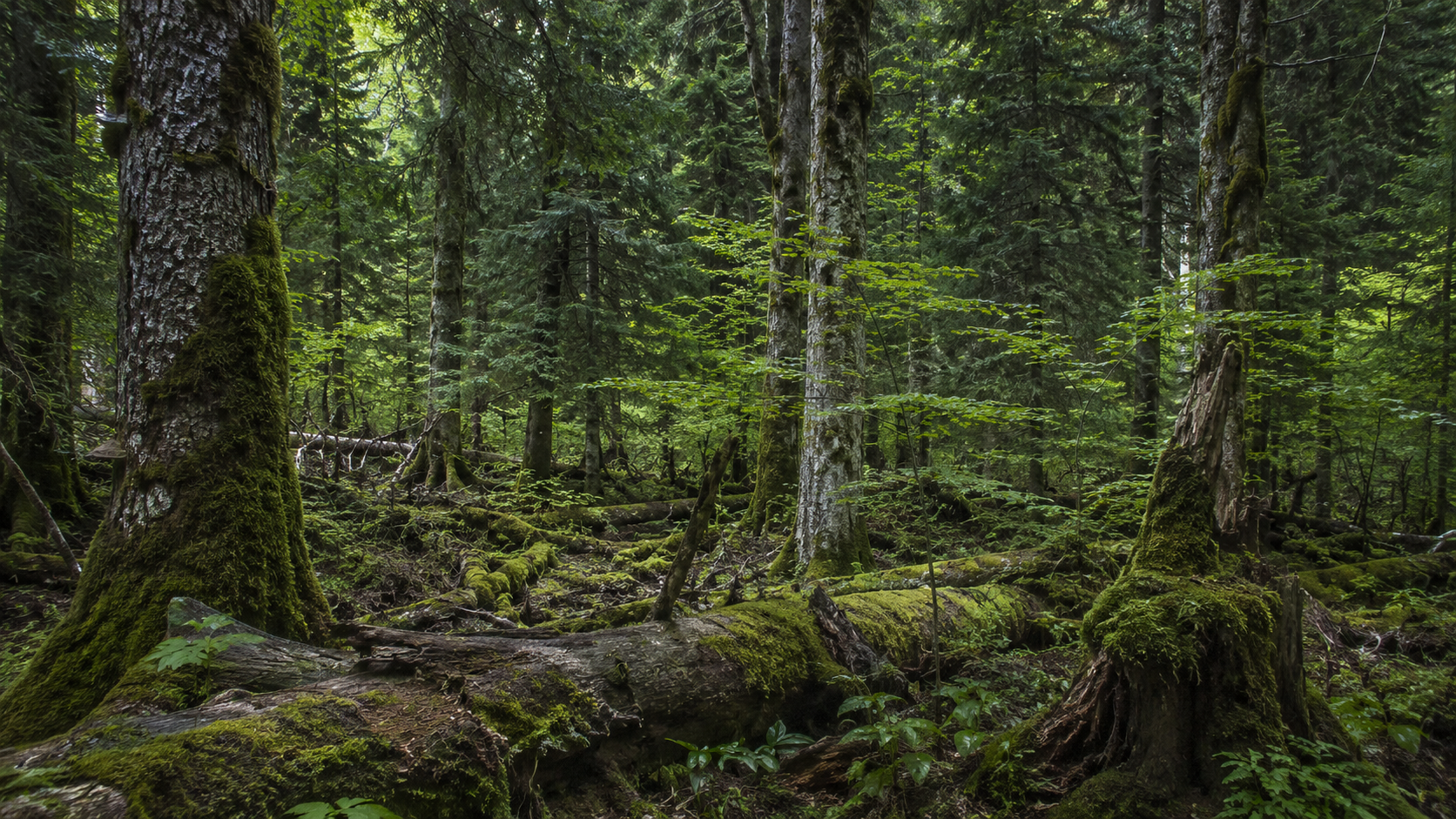 Sous-bois d'une vieille foret de montagne avec des troncs tombes et couverts de mousse laisses au sol