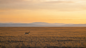 18 000 km en cinq ans : la gazelle de Mongolie qui a marché un demi-tour de Terre